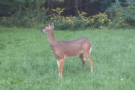 Image result for Beige Antelope 1983 Fleet