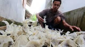 Sarang burung walet telah menjadi produk yang dicari oleh masyarakat karena khasiat nya yang sudah dipercaya secara turun temurun. 5 Manfaat Dahsyat Sarang Burung Walet Health Liputan6 Com