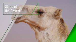 The government thinks these stupid camel jockeys are going to come to america and take revenge. Watch Desert Riders Prime Video