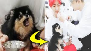 Yeontan was first shown on december 4, 2017, in jin's birthday v live. Why Is Twitter In Love With Kim Taehyung S Dog Yeontan Yaay K Pop