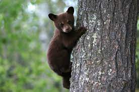 Baby Bear Free Shipping Available