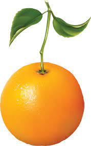 Orange Oranges Png Image Orange Oranges Vegetable Drawing