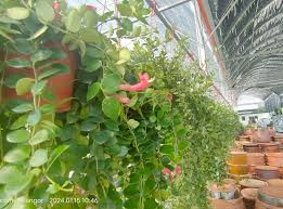 Image result for Cissus rotundifolia