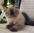 Ragdoll Kittens for Sale Near Me | Buy Ragdoll Kitten