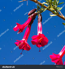 Image result for Cantua