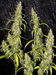Sensi seed bank is possibly the largest cannabis seed bank in the world. Nevil S Haze The Only True Haze On The Market