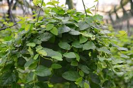 Image result for Ficus pygmaea