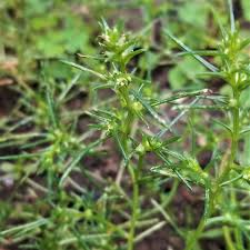 Image result for Salsola