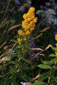 Goldenrod Wikipedia The Free Encyclopedia Cool Plants Goldenrod Community Gardening