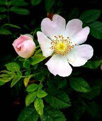 Rosa Canina The Dog Rose Flowers Photography Wallpaper Nature Flowers Pretty Flowers
