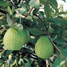 Shop all tropical fruit trees. Guava Plants Wholesale Price Mandi Rate For Guava Plants