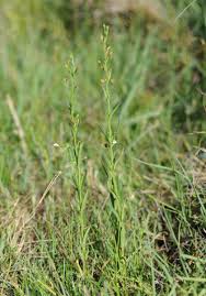 Image result for Mimulus gracilis