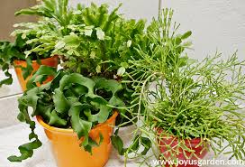 They grow wild in some parts of the world, like central and south america, but in the u.s. How Often Should You Water Succulents