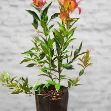 Image result for Eugenia aschersoniana