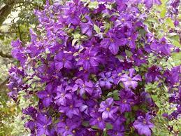 During the spring i have to guide the new clematis shoots onto the hazel sticks in the pot and away from the wall, otherwise more oral pruning takes place. Clematis Powojnik Polish Spirit Baza Produktow Nasze Krzewy Krzewy I Sadzonki