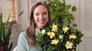 Growing gardenias, caring for gardenias, planting gardenias. How To Grow And Care For Gardenia Plants Gardening Articles