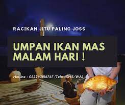 Resep Jitu Umpan Ikan Mas Khusus Malam Hari Paling Joss Ikan Ikan Mas Resep