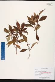 Image result for Landolphia ligustrifolia