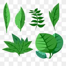 Choose from over a million free. Vector Leaves Plants Daun Hijau Vector Leaves Plants Daun Hijau Green Tanaman Tumbuhan Plants Clipart Leaves Clipart Png Transparent Clipart Image And Psd Fi Leaves Vector Leaf Clipart Plant Illustration