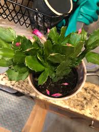 The last 2 years the plant stems look dull and limp. Anyone Know Why The Flowers In My Christmas Cactus Are Falling Off It S Not Dry Plantclinic