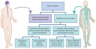 Human nervous system vector illustration diagram. Neural Control Coordination Study Material For Neet Aipmt Askiitians