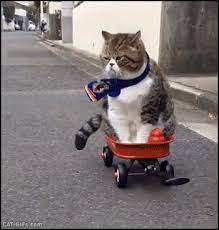 Other Funny Gifs Http Gif Tv Tumblr Com And Funny Youtube Video Https Www Youtube Com Watch V Qqkw5m0i Cute Cats And Kittens Cute Cats Cats And Kittens