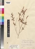 Image result for Argyrolobium fischeri