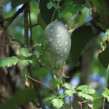 Image result for Momordica cardiospermoides