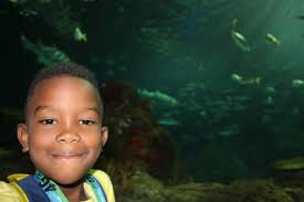 Ripley'S Aquarium Of Canada Officially Opens In Toronto | Ctv News