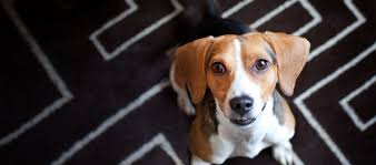 Always call the hotel ahead of time to confirm the details. Our Pet Friendly Boutique Hotels Near Me Kimpton Hotels Restaurants
