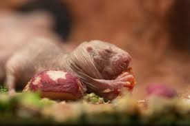 Check spelling or type a new query. 10 Things You Didn T Know About Naked Mole Rats Smithsonian S National Zoo