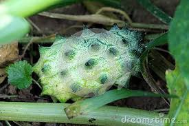 Using the colorful and spiky skins to serve sorbets, gelatos, and fruit salads which include the pulp as a starring ingredient. Horned Melon Or Cucumis Metuliferus Or Kiwano Or African Horned Cucumber Or Jelly Melon Or Hedged Gourd Or Melano Annual Vine Plan Vine Plant Green Fruit Vines