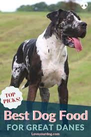 We did not find results for: Best Dog Foods For Great Danes Puppies Adults Seniors Great Dane Puppy Best Dog Food Great Dane Dogs