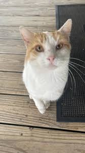 Anyone missing a cat?