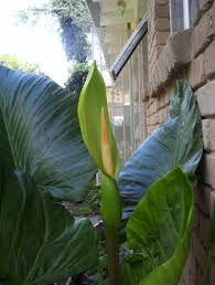 Image result for Remusatia