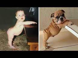 birbirlerine inanilmaz derecede benzeyen farkli seyler youtube funny cats and dogs cute animals funny shows