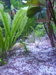 Akvaryum Temizliginin Onemi Tatlisu Akvaryumu Freshwater Aquarium Akvaryum Tatlisu Akvaryumu