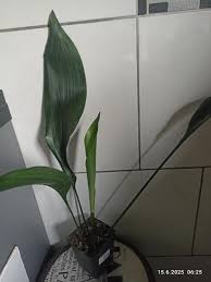 Image result for Kořenokvětka Aspidistra