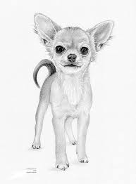 Chihuahua Puppy Dog Limited Edition Art Drawing Print Signed Etsy Chihuahua Art Puppy Art Chihuahua Drawing