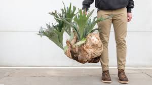 Staghorn plants arrive in a ponga pot. The Unique Versatile Staghorn Fern Mulhall S