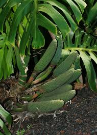 Also called the winterbourn, the cultivar grows in dense clumps. Monstera Deliciosa Monstera Tarovine Swiss Cheese Plant Monster Fruit Split Leaf Philodendron Mexican Breadfruit Windowleaf Salad Fruit Hawaiian Plants And Tropical Flowers