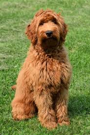 Maybe you would like to learn more about one of these? Ashford Manor S Patch Now King Louis At Big Rock Labradoodles In Alberta Canada Australian Labradoodle Puppies Australian Labradoodle Labradoodle