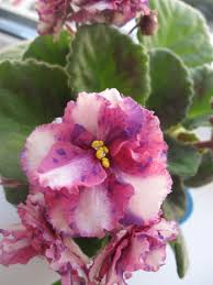 With proper care, african violets can provide almost continuous blooms in a rainbow of colors and leaf shapes. Psychedelic Show Sport Standart African Violets Plants Flowers