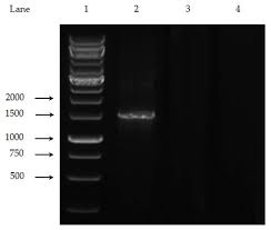 Hospitals, clinics and medical centers in seri kembangan, malaysia performing liver biopsy. Applied Sciences Free Full Text Isolation And Characterization Of A Novel Bacterium From The Marine Environment For Trichloroacetic Acid Bioremediation Html