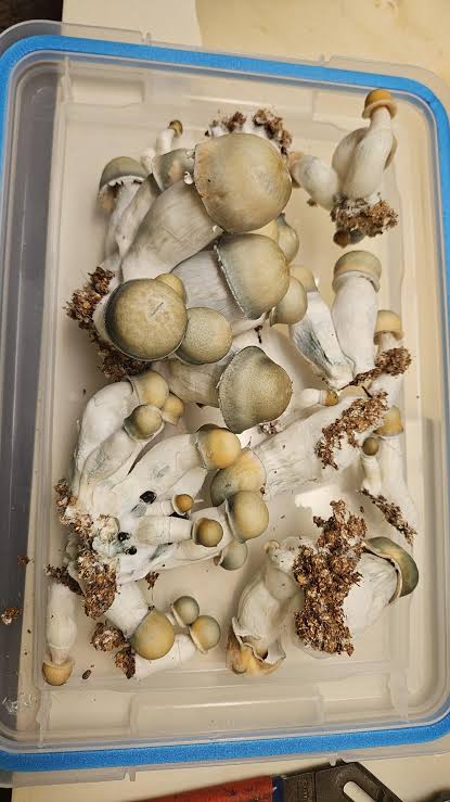 Baby Ape raw mushrooms – small Albino Penis Envy mushrooms with distinctive pale caps and stems