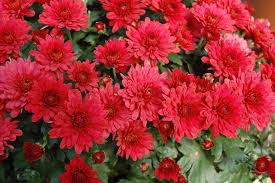 They are a fabulous, bushy, lush plant with tons of. 10 Tips For Buying Caring For Fall Mums