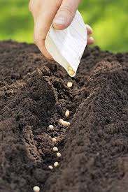 You'll also save money by buying less from the grocery store. How To Plant Your First Vegetable Garden Gardener S Path