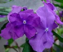 Image result for Brunfelsia pauciflora