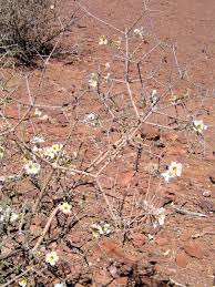 Image result for Rhigozum trichotomum