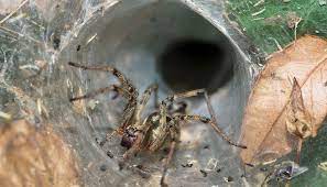 A sydney funnel web spider has killed a child in 15 minutes. Anti Cancer Properties Found In A Deadly Australian Arachnid Nfcr